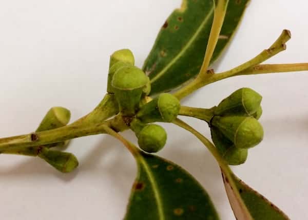 Eucalyptus saligna photo