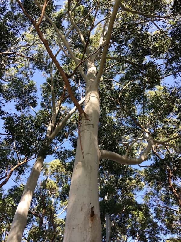 Eucalyptus saligna photo