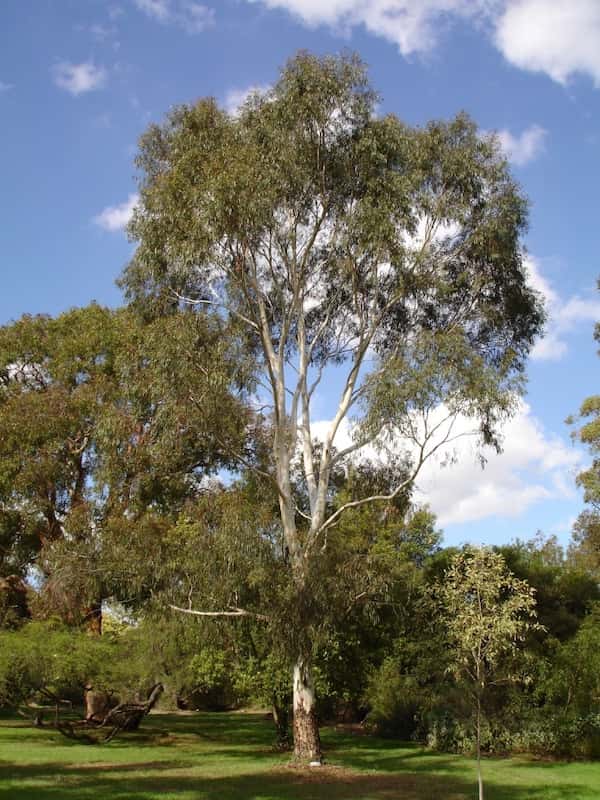 Eucalyptus scoparia photo