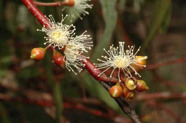 Eucalyptus scoparia photo