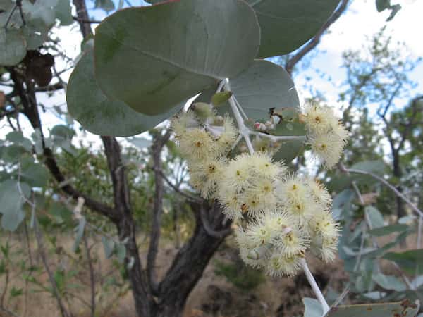 Eucalyptus shirleyi photo