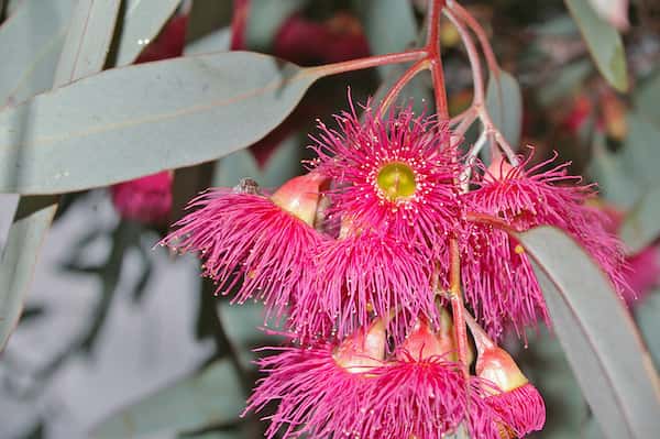 Eucalyptus sideroxylon photo