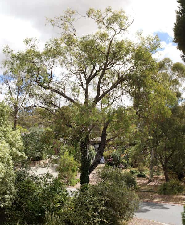 Eucalyptus sideroxylon photo