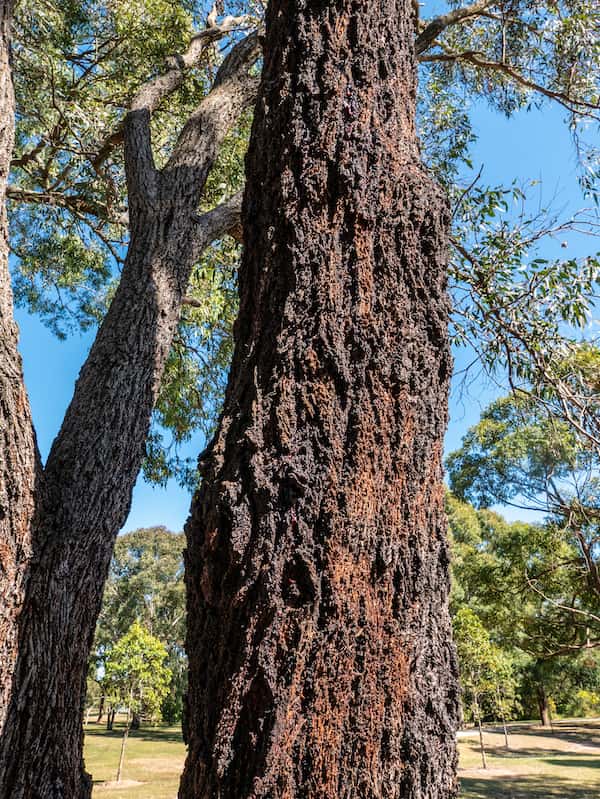 Eucalyptus sideroxylon photo