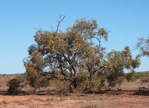 Eucalyptus socialis photo