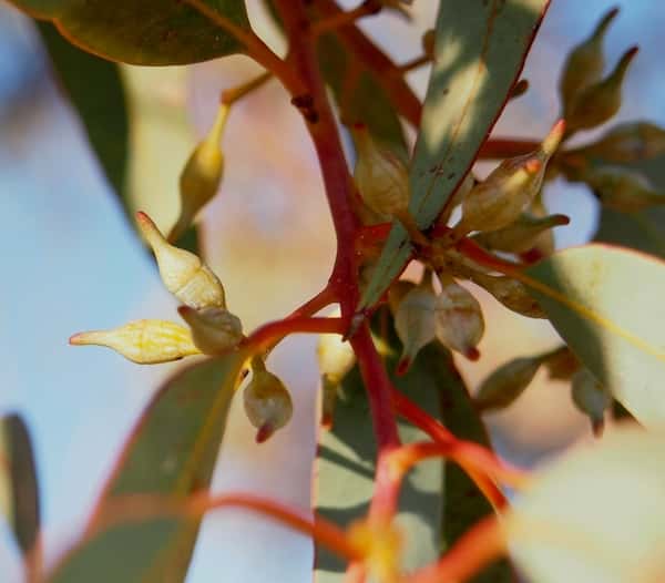 Eucalyptus socialis photo