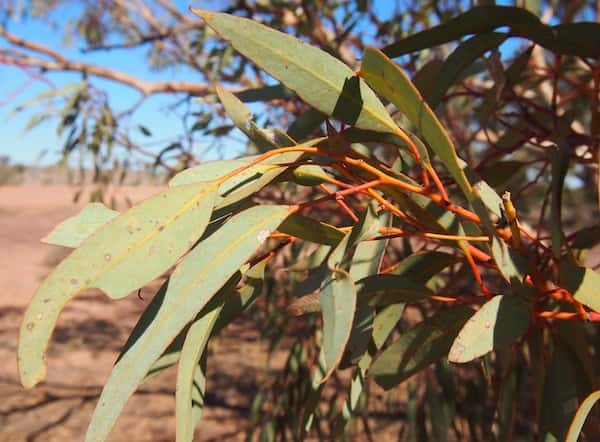 Eucalyptus socialis photo