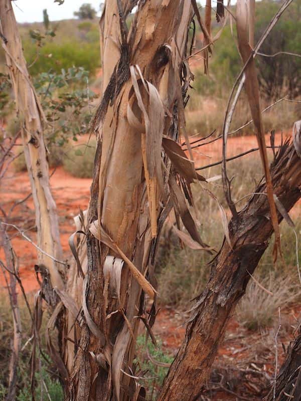 Eucalyptus socialis photo