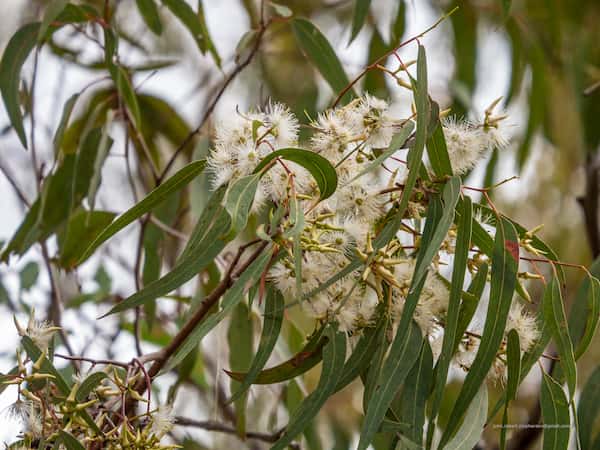 Eucalyptus tereticornis photo