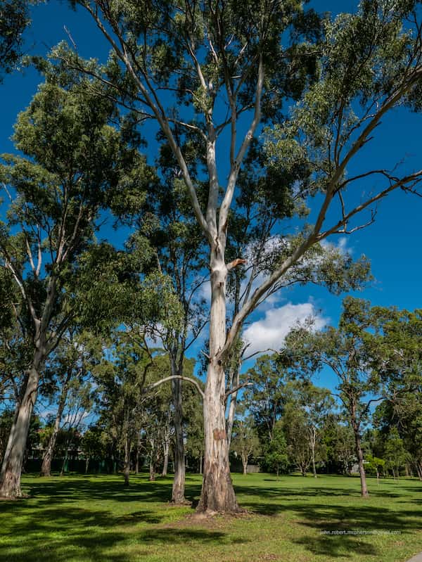 Eucalyptus tereticornis photo