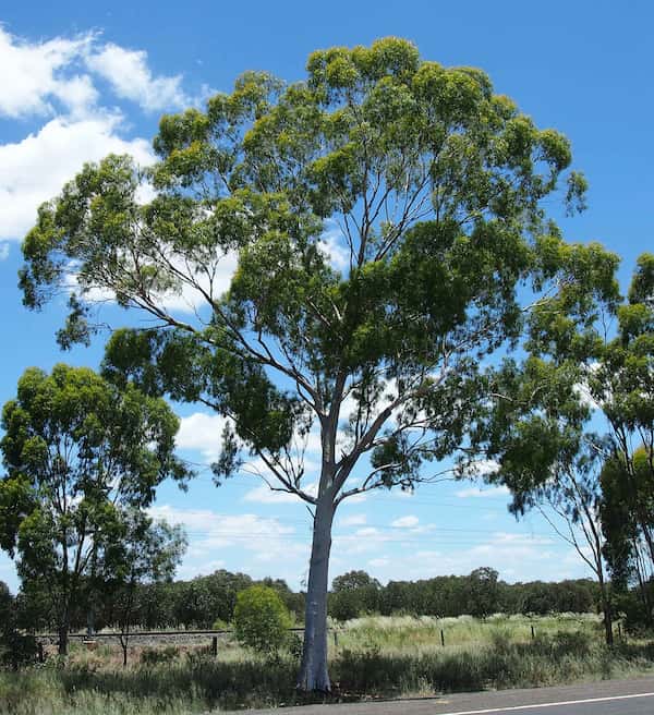 Eucalyptus thozetiana photo
