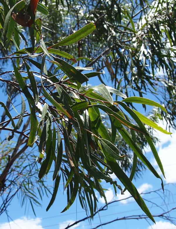 Eucalyptus thozetiana photo