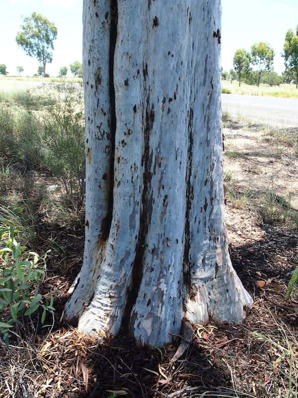 Eucalyptus thozetiana photo