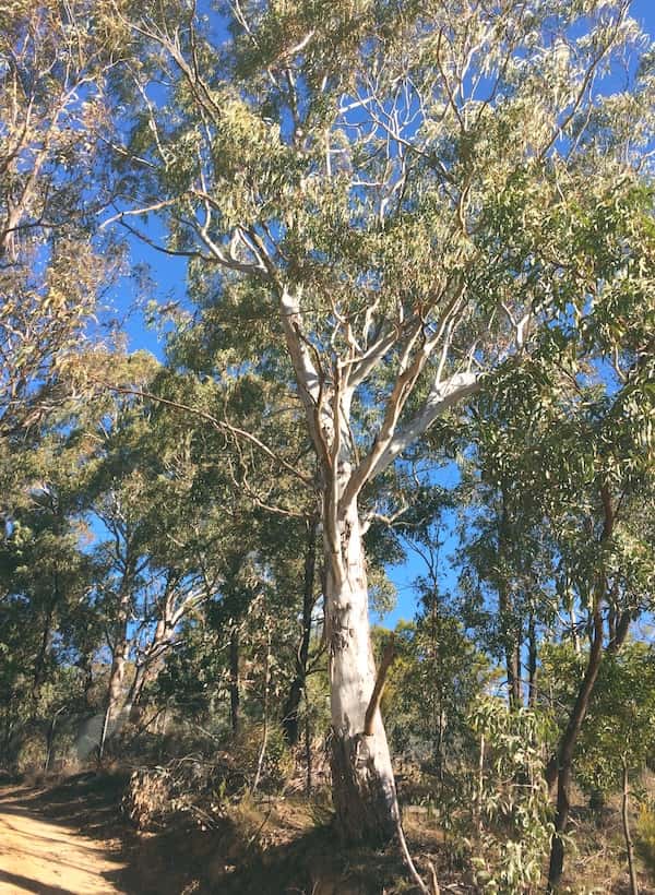 Eucalyptus viminalis photo
