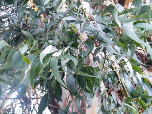 Eucalyptus viminalis photo
