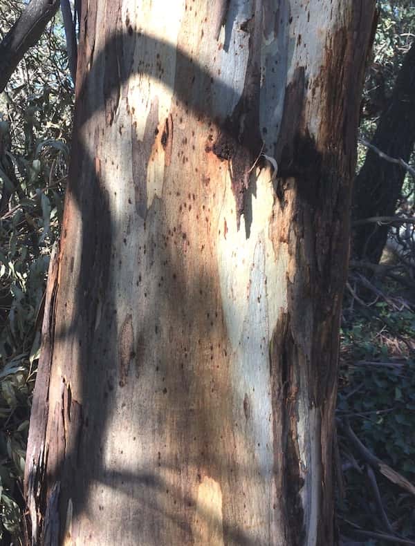 Eucalyptus viminalis photo