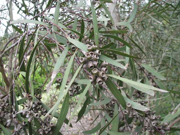 Eucalyptus viridis photo