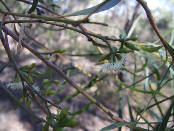 Eucalyptus viridis photo