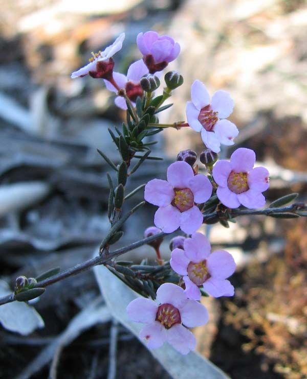 Euryomyrtus ramosissima photo