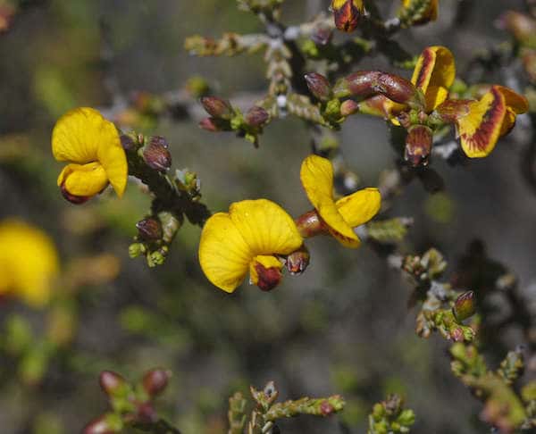 Eutaxia microphylla photo