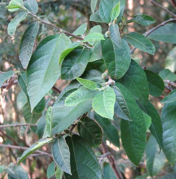 Ficus coronata photo