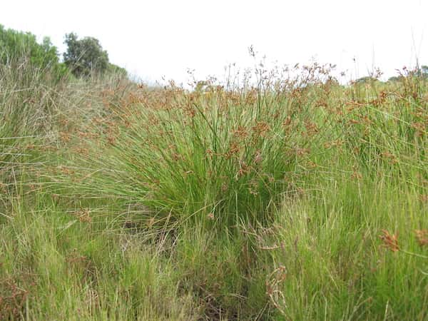 Fimbristylis ferruginea photo