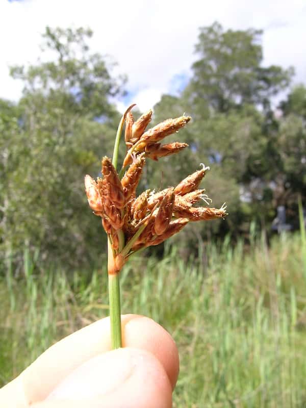 Fimbristylis ferruginea photo