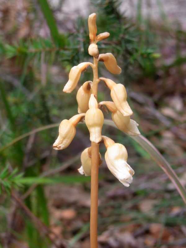 Gastrodia sesamoides photo