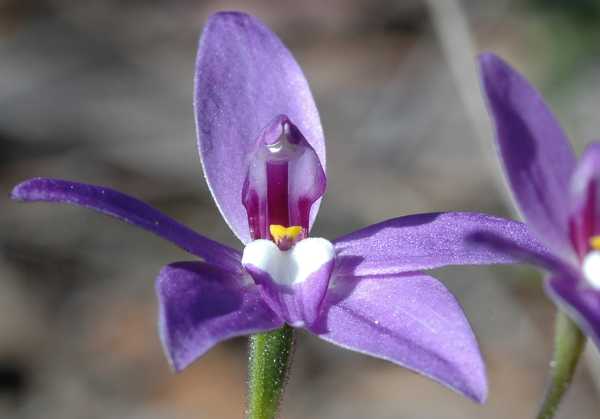 Glossodia major photo