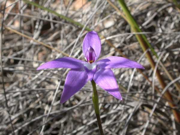 Glossodia major photo