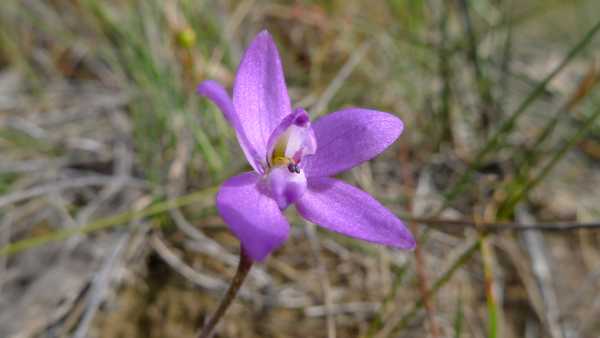 Glossodia minor photo