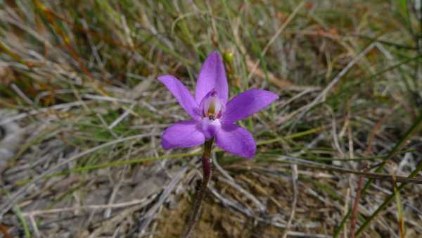 Glossodia minor photo