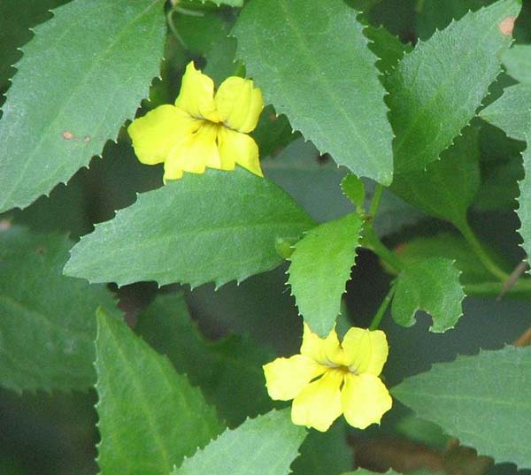 Goodenia ovata photo