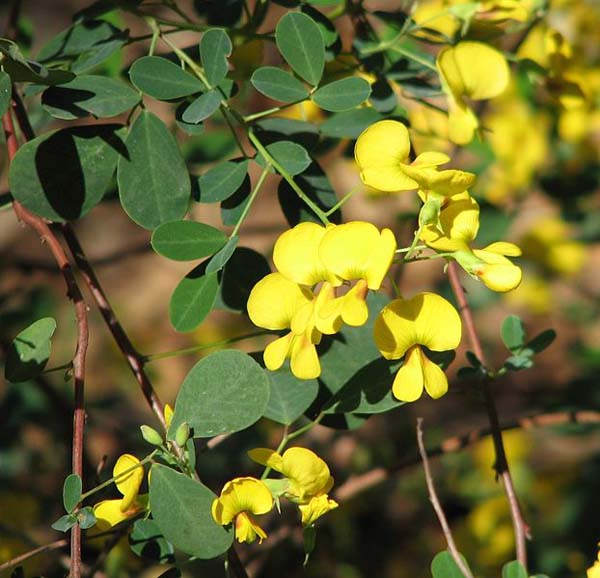 Goodia lotifolia photo