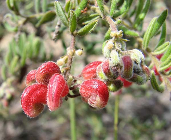 Grevillea alpina photo