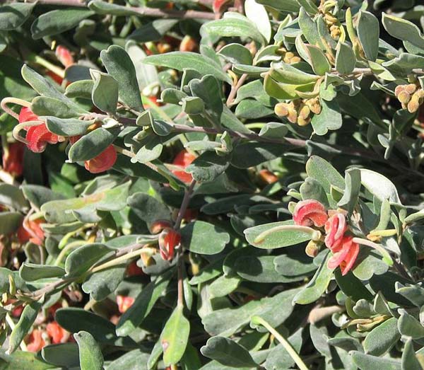 Grevillea arenaria photo