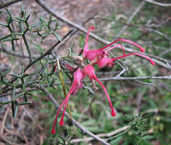 Grevillea asparagoides photo