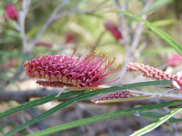 Grevillea asplenifolia photo