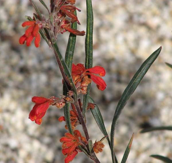 Grevillea bronwenae photo