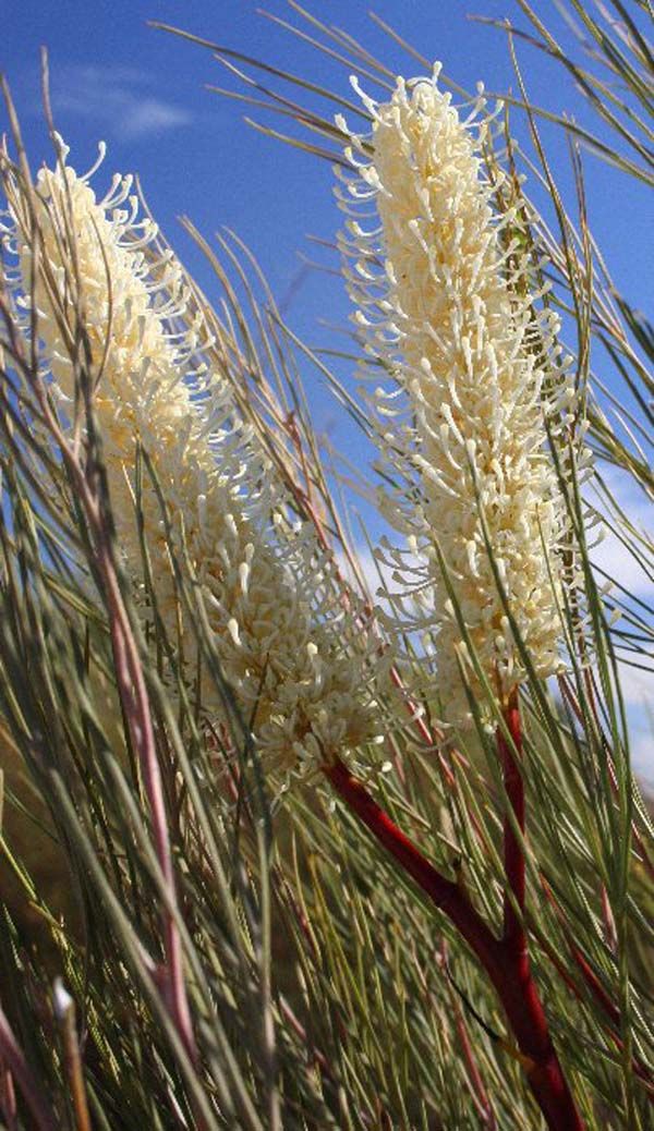 Grevillea candelabroides photo