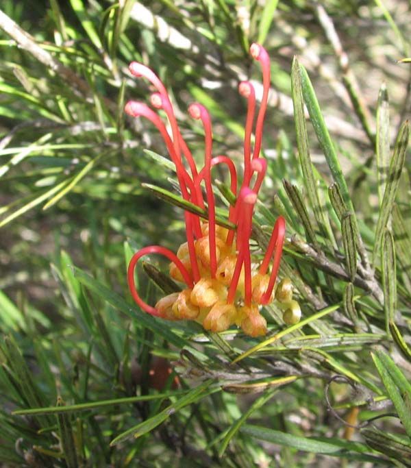 Grevillea concinna photo