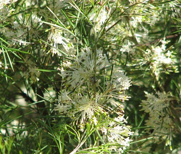 Grevillea corrugata photo