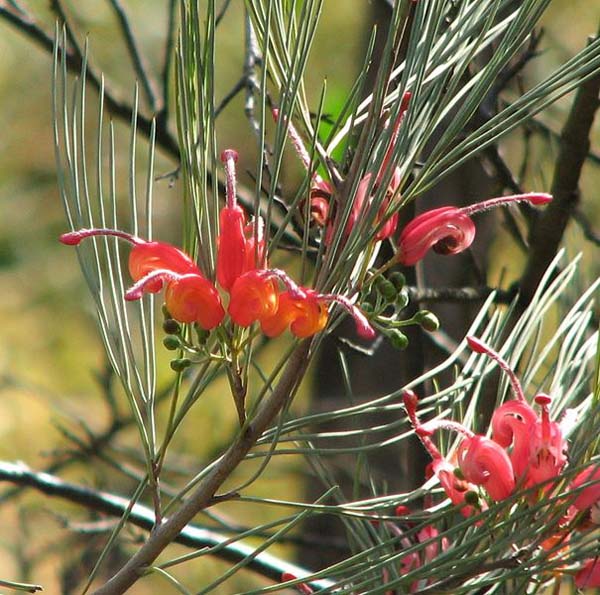 Grevillea erectiloba photo