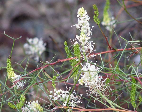 Grevillea intricata photo