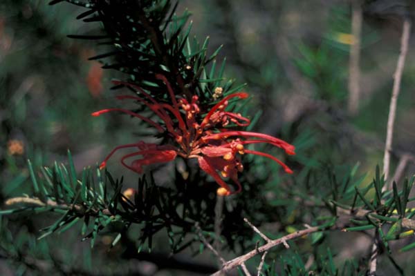 Grevillea juniperina photo