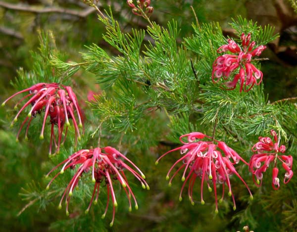 Grevillea lanigera 'Coastal Gem' photo