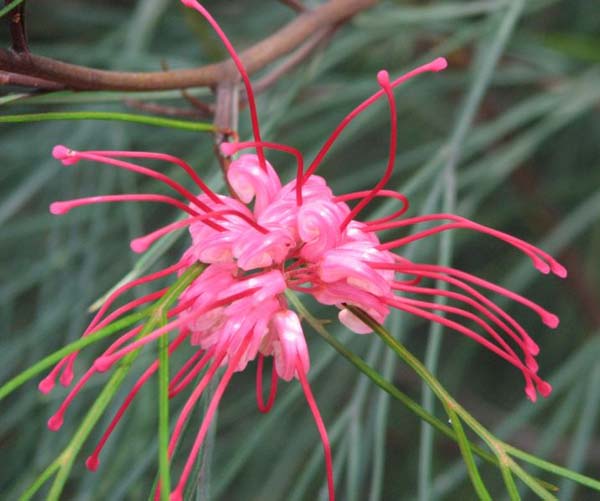 Grevillea longistyla photo