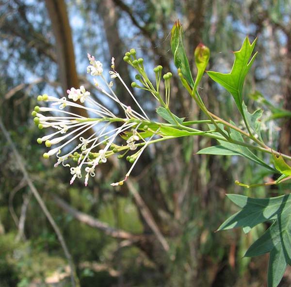 Grevillea manglesii ssp dissectifolia photo