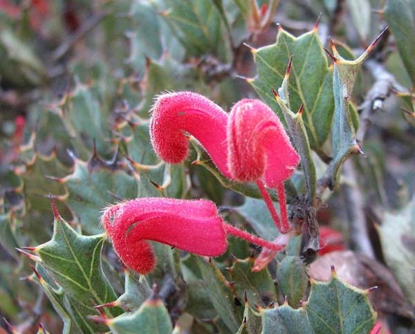 Grevillea pilosa subsp Redacta photo