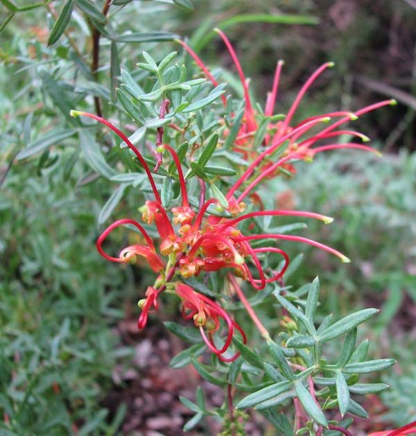 Grevillea ripicola photo